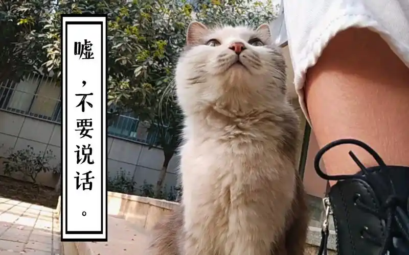 猫咪时光正好我们就这样静静待着不说话