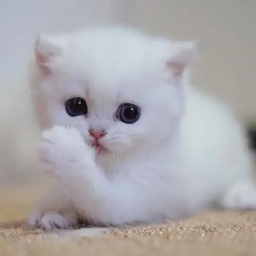 原来小猫咪才是摆拍达人##猫的崩溃就在一瞬间