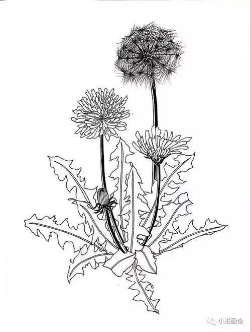 黑白植物线描蒲公英