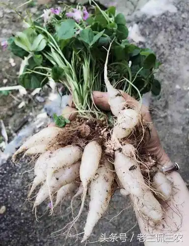 酸酸草全草可入药,能解热利尿,消肿散淤.