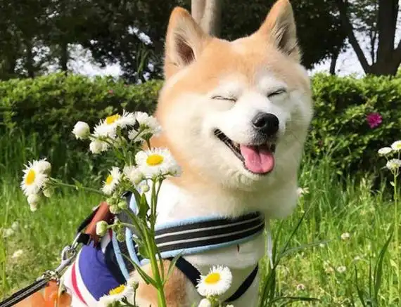 怎么让狗狗更好的认识家长的领导地位