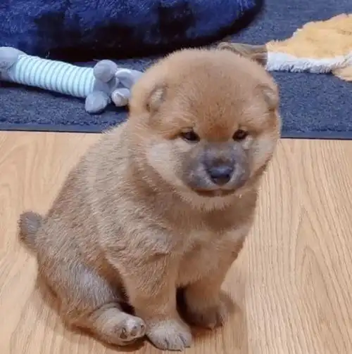 毛茸茸胖嘟嘟小奶柴的魅力无人可敌