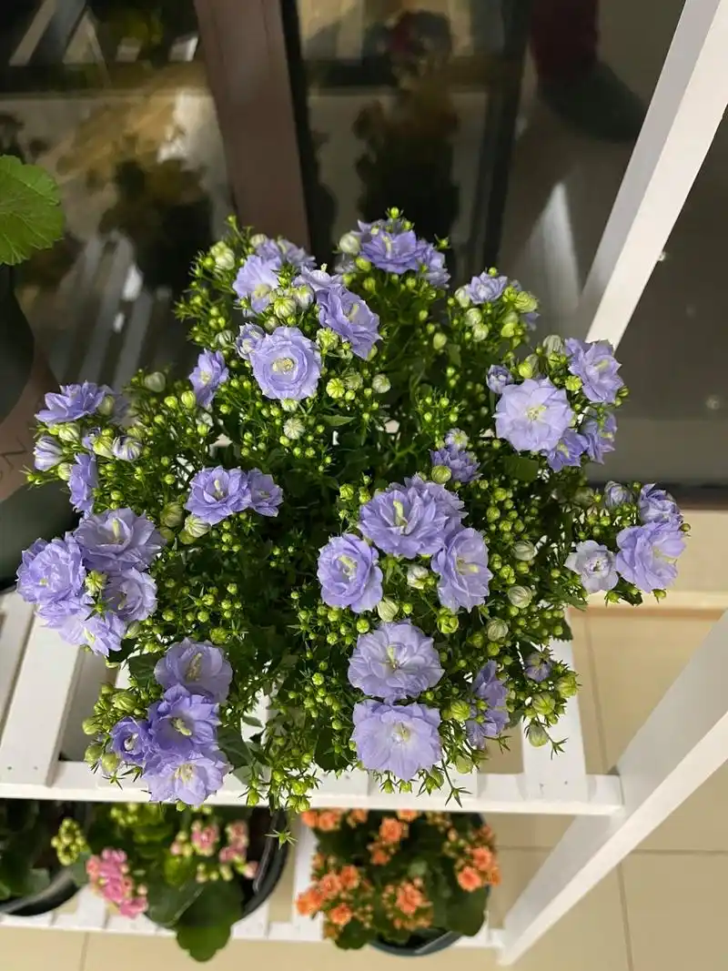 丹麦风铃-仙女紫色 丹麦风铃花,重瓣,梦幻蓝紫色 对这种颜色毫无抵抗