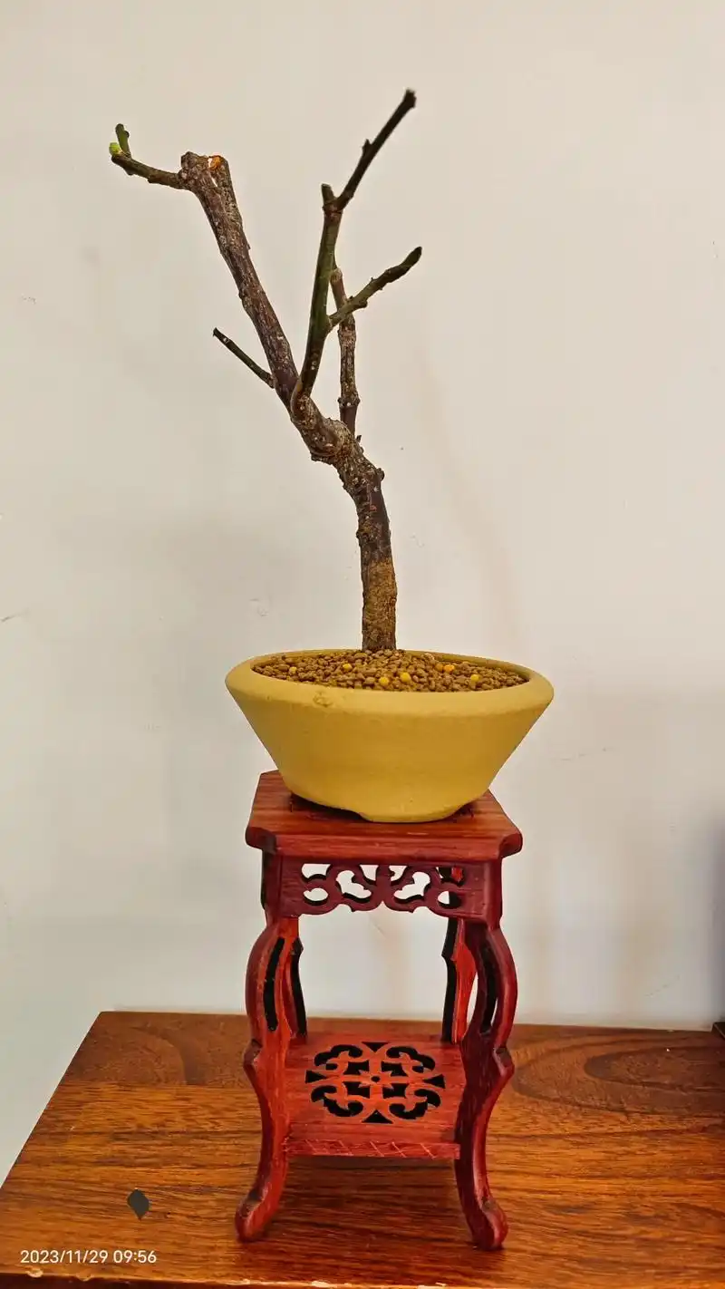 盆景 #老桩 #龙游梅 若非一番寒澈骨,哪得梅花扑鼻香.含 - 抖音