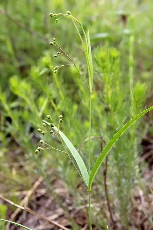 徐长卿,不是很好找到,一般生长在阳面,不是所有的山上都有.