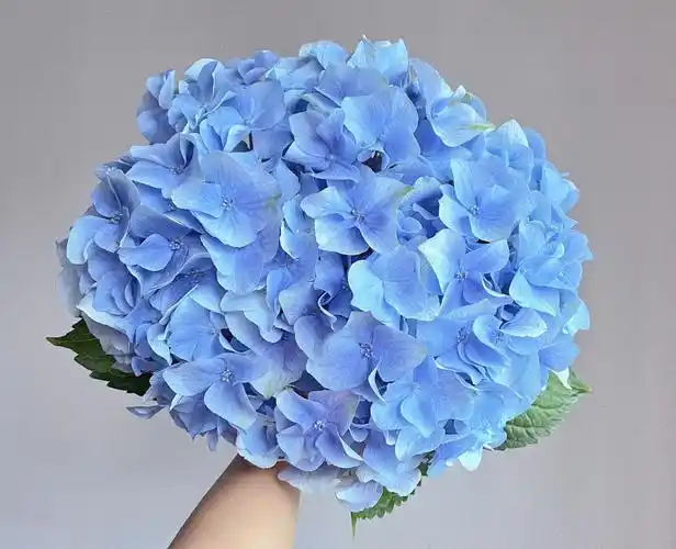 没有7415赶紧抓起来拍92#点缀生活的鲜花  #绣球  #蓝色绣球