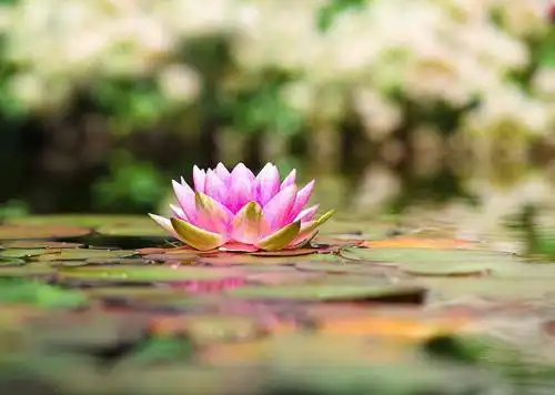 唯美佛乐:回家_莲花