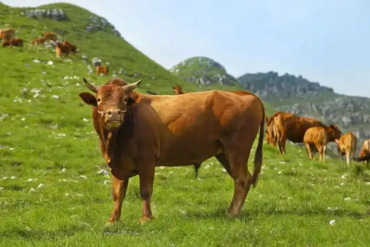 贵州黄牛牛气冲天叩开致富大门