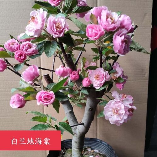 白兰地海棠盆栽阳台室内庭院粉色老桩四季耐寒