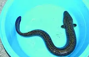 食品商务网 资讯频道 村民 浙江舟山六横 村 民捕到罕见花鳗鲡 近日