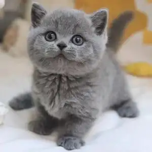 英短蓝猫幼崽纯种