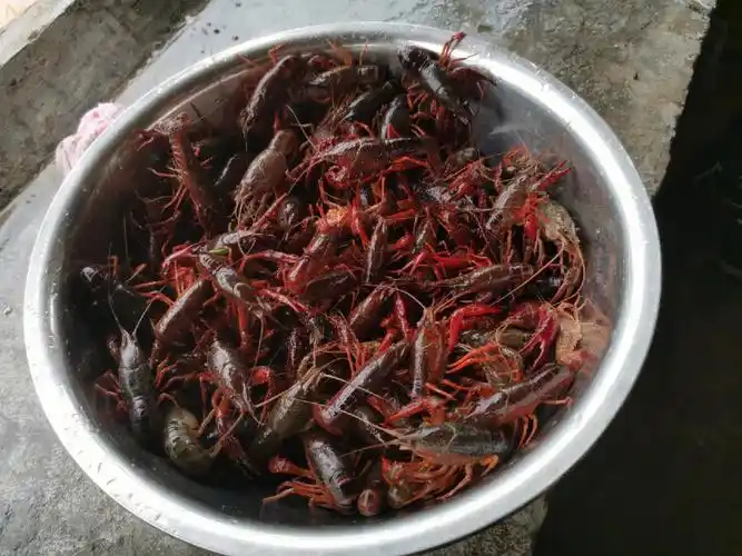 成都钓小龙虾