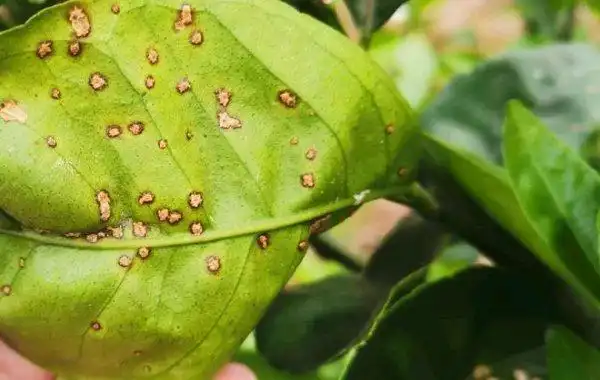 柑橘生理性裂果防治办法