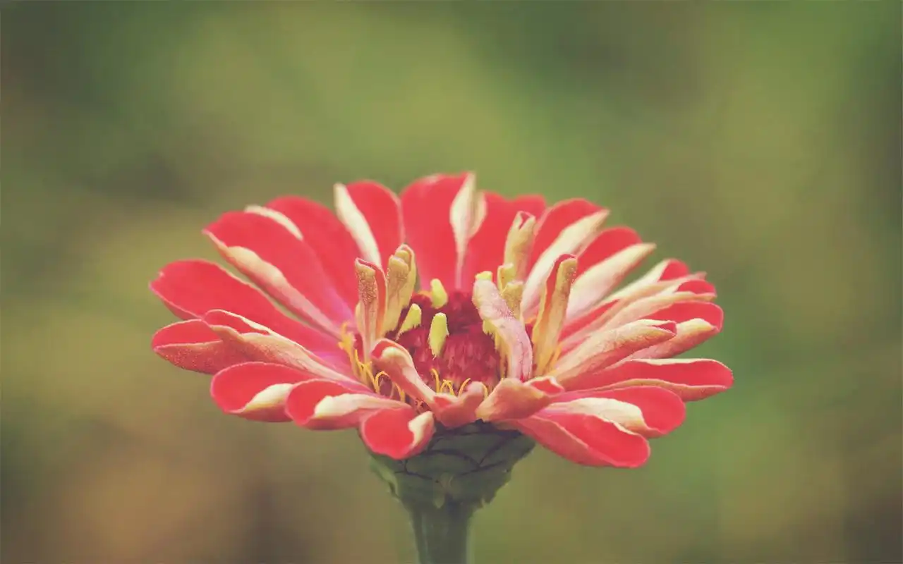 首页 桌面壁纸 植物壁纸 清新百日草花朵高清电脑桌面主题壁纸图片