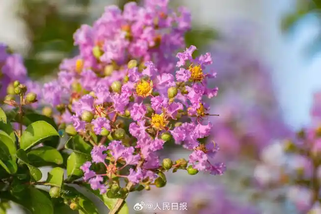 紫薇花盛开浪漫感满格##这组图建议转到相亲相爱一家人群里