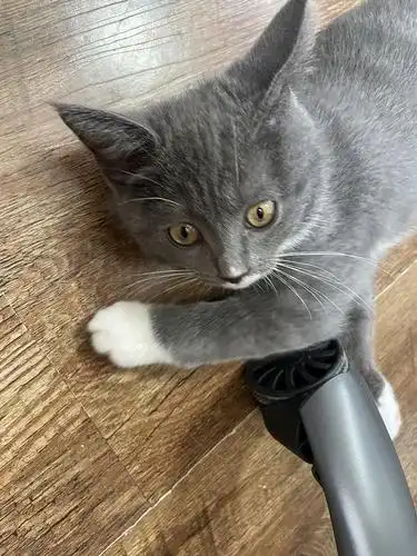 蓝猫和美短混血找新家