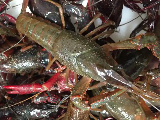 红壳4-6钱 硬规格 人工养殖 小龙虾主养 活虾