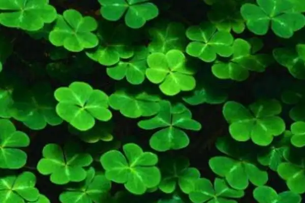 四叶草的含义是什么 四叶草代表什么意思 四叶草的花语 - 致富热