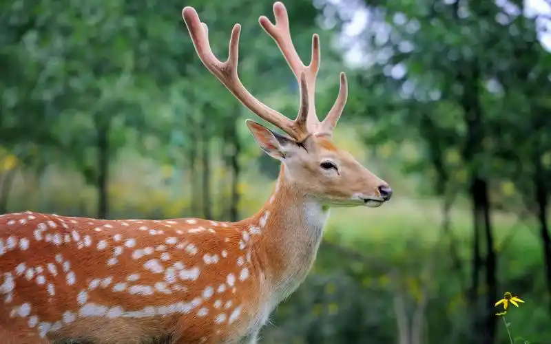 可爱梅花鹿高清摄影图片桌面壁纸