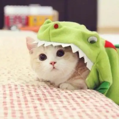 呆萌小猫图片头像 高清可爱的猫图片卖萌头像