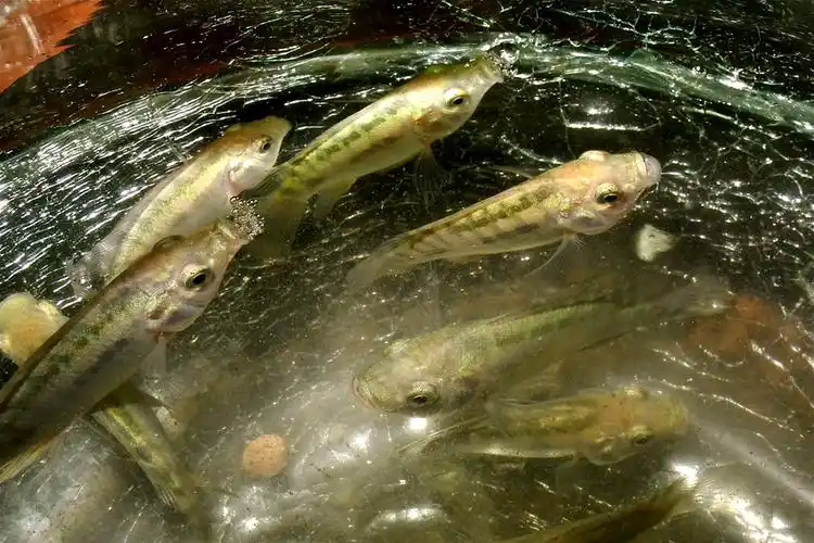 小溪捉到的小鱼,求鉴别是什么鱼