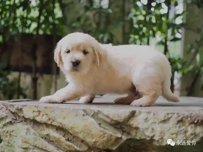 超萌金毛小奶狗找领养非诚勿扰