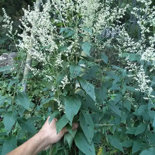 进入店铺粤北百草园去领券购买使用期限:2024-02-03 23:59:591元优惠