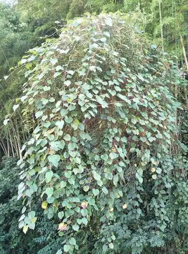 野葡萄野生猕猴桃,落叶藤本,果褐色,有柔毛.