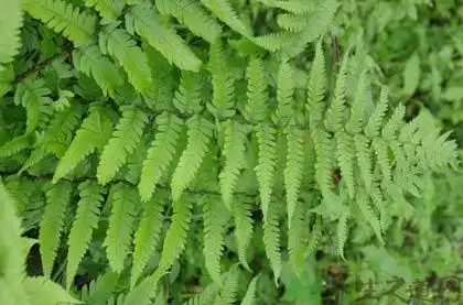 金鸡尾的功效与作用_金鸡尾的药用价值_中草药_中医养生_养生之道网