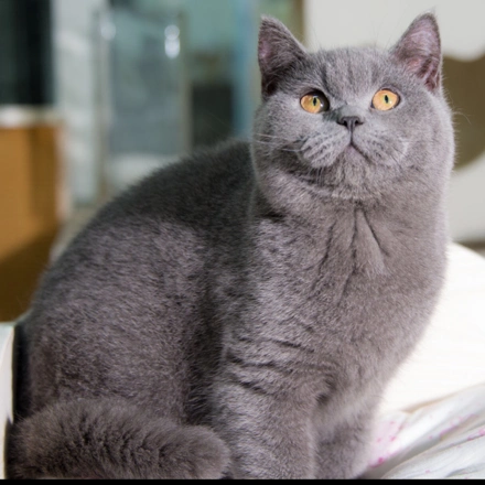 求购成年母蓝猫