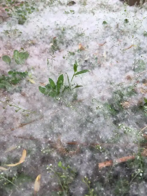 柳絮飘洒,四月飞雪