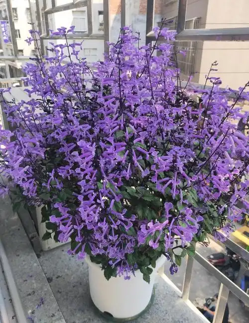 开花机器特丽莎香茶菜,南方几乎全年开花,南窗台也能养爆盆