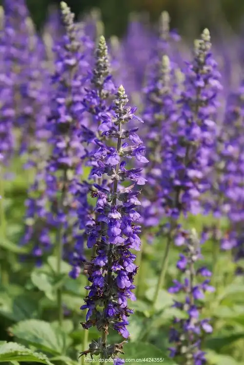 蓝霸鼠尾草 01