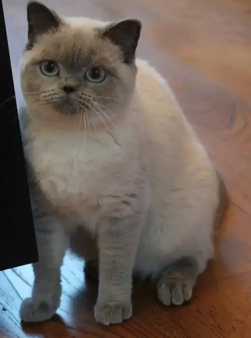 蓝色重点色英短