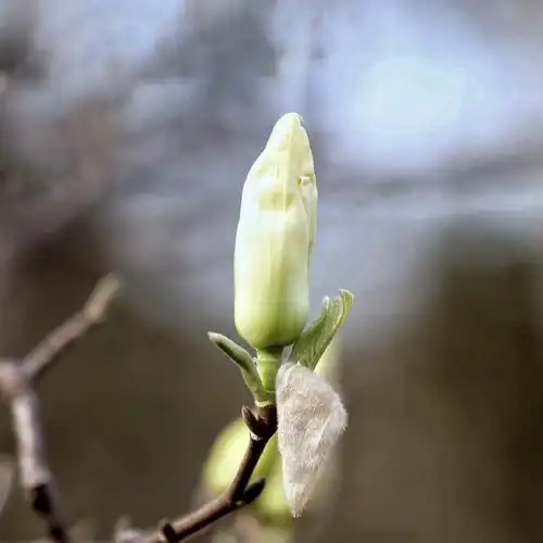含苞待放的玉兰花
