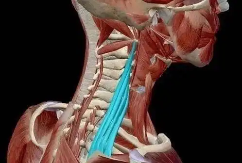 【专业干货】肩胛提肌——转头疼痛元凶之一