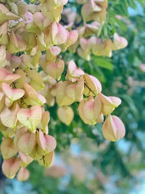 栾树优美的行道树