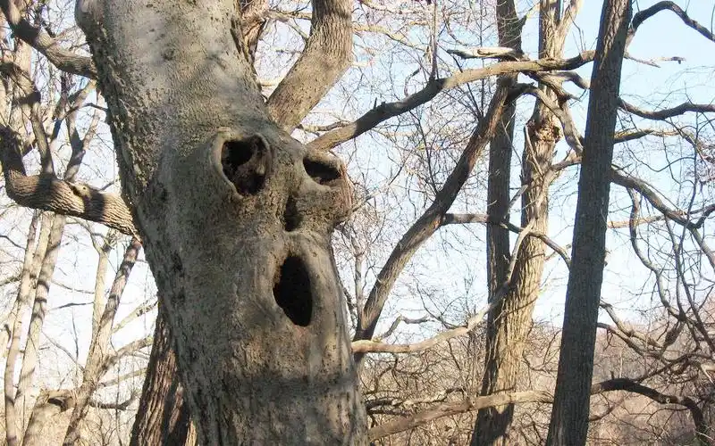 地球最"可怕"的一棵树,4000年来食人无数,进食方式十分的独特