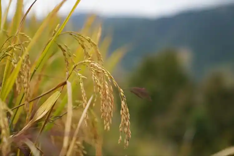 稻谷飘香醉暮秋