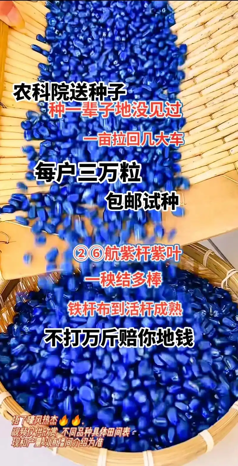 最新国审高产玉米种子 #紫根紫杆高产大棒 #国审矮杆大棒王 - 抖音