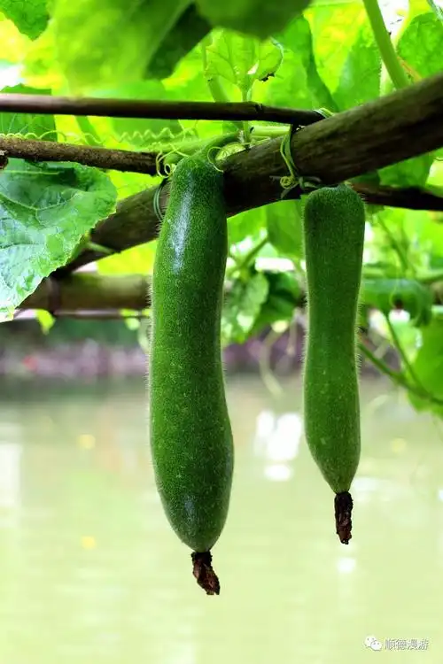 杏坛 桑麻 黑毛节瓜