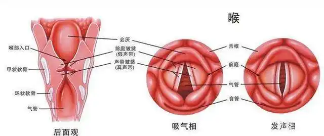 人说活的发声原理