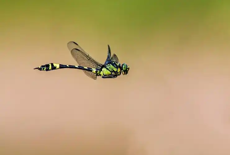 蜻蜓飞行中
