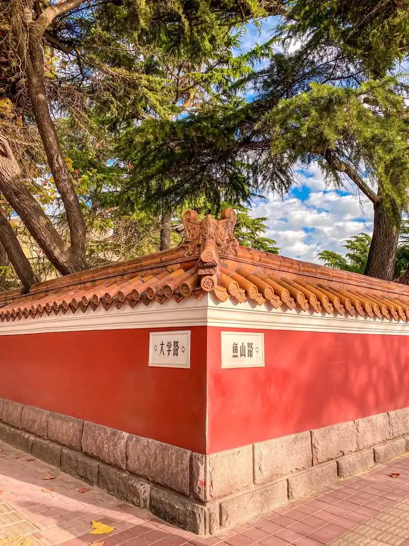 秋天的青岛大学路其实可以比八大关更美!