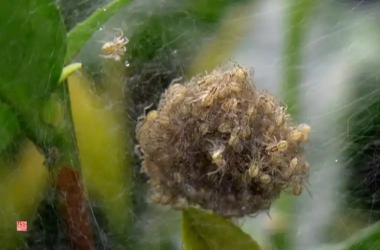 一窝刚孵出来的幼蜘蛛