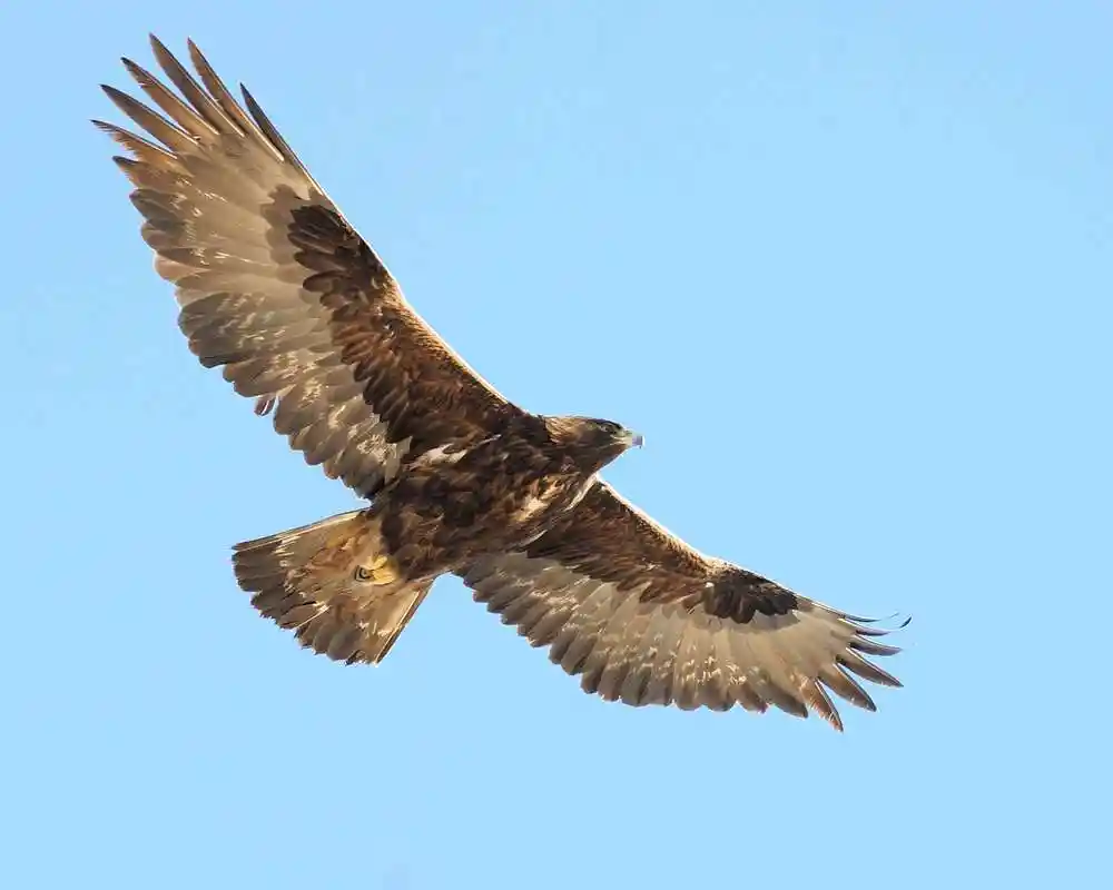 (金雕)金雕,翱翔九天