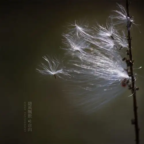 随风飘散的自由