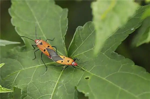昆虫棉红蝽图片大全