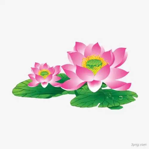 粉色荷花png素材透明免抠图片-其他元素