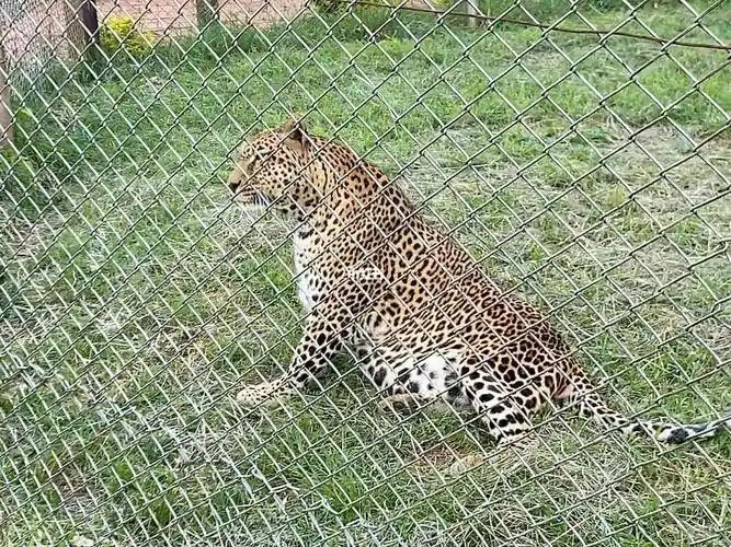 动物孤儿院高清原声小猎豹cheetah